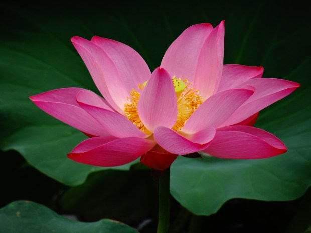 Lotus Blossom
